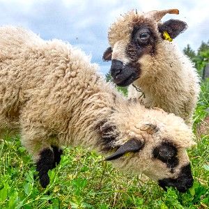 camping hautes alpes 4 étoiles mini ferme animaux moutons